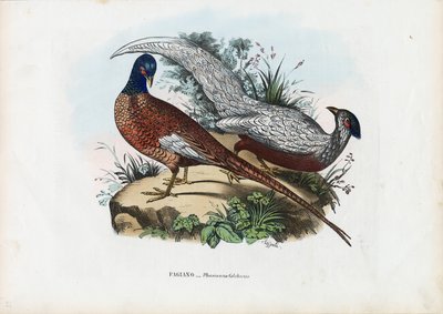 Pheasant, 1863-79 by Raimundo Petraroja